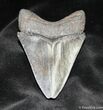 Bargain Megalodon Tooth - Serrated #941-2
